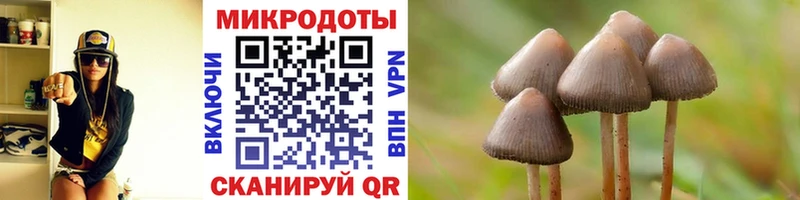 Купить где  Завитинск  Галлюциногенные грибы Psilocybe 